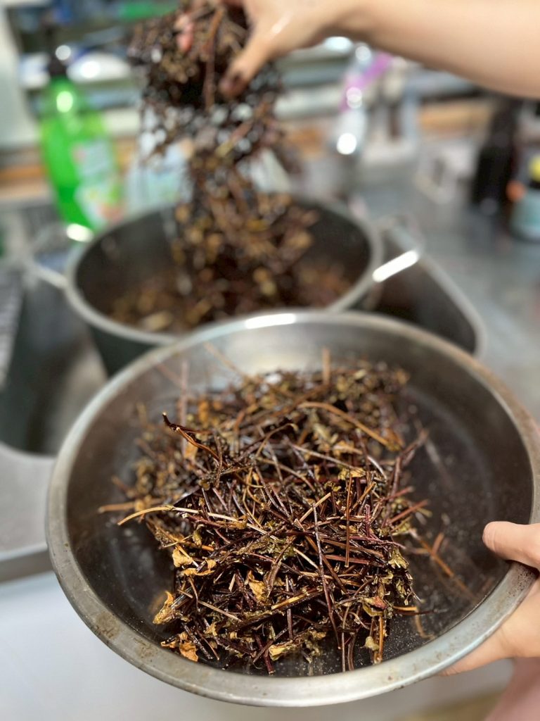 清洗仙草乾