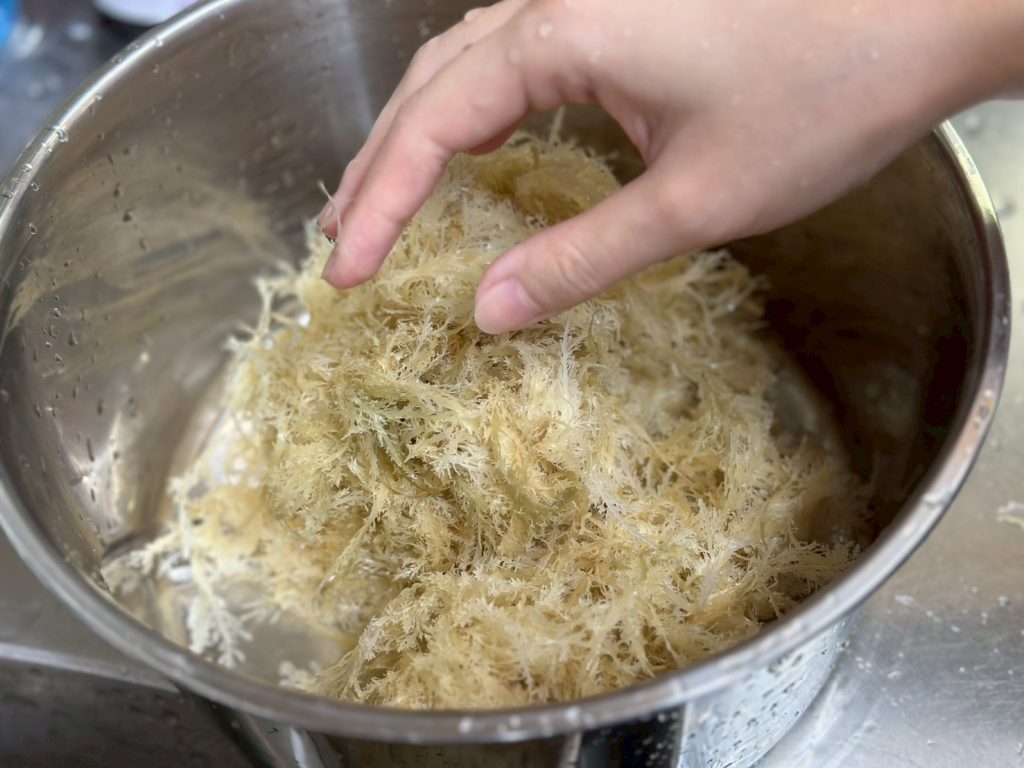 製作石花凍 石花菜清洗好擠出水分