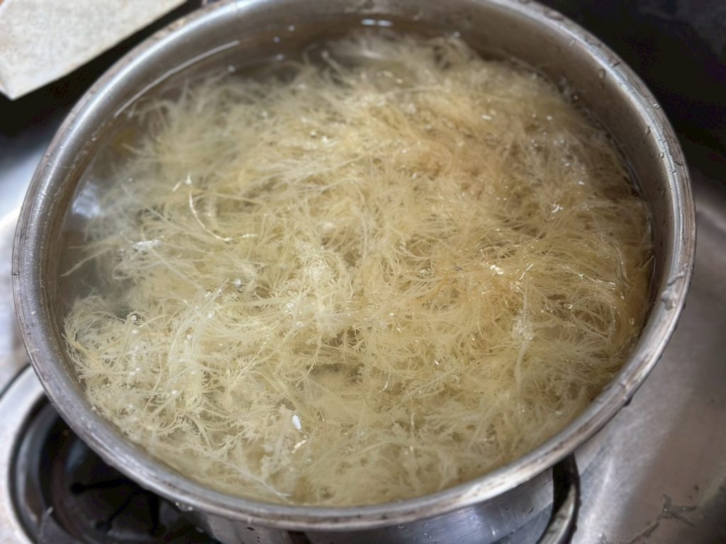 製作石花凍 清洗石花菜