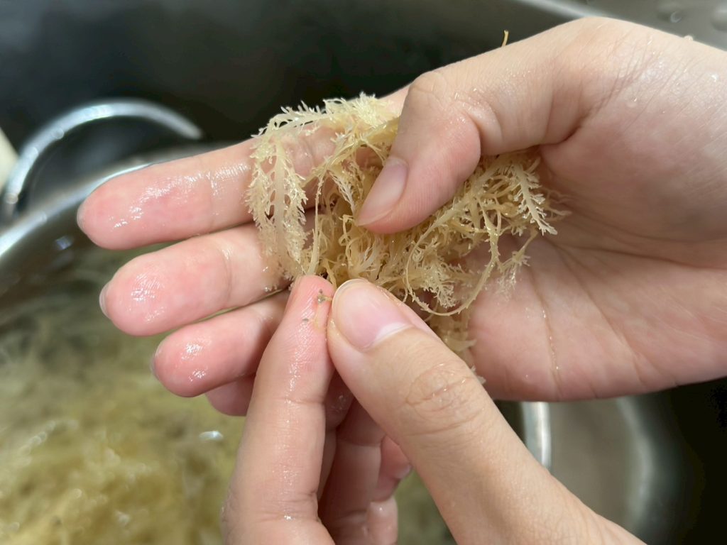 製作石花凍 清洗石花菜